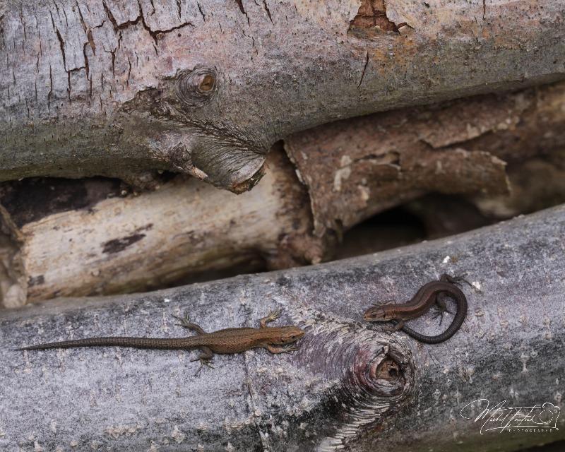 Accueil de la faune